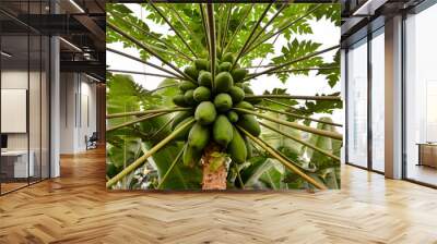 Papaya tree with fruits Wall mural