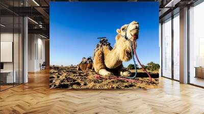 smiling camel in the desert, photo as background Wall mural