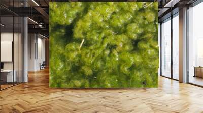 Green algae in the water background  Wall mural