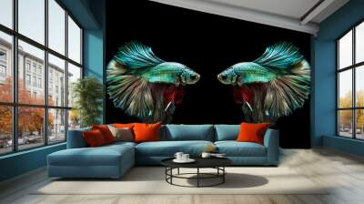 Capture the moving moment of golden copper siamese fighting fish isolated on black background. Betta fish Wall mural