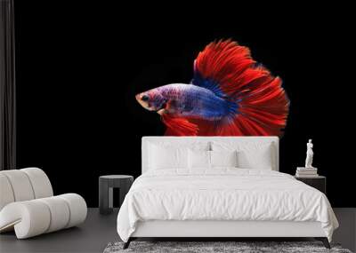 Colourful Betta fish,Siamese fighting fish in movement isolated on black background. Capture the moving moment of colourful siamese fighting fish isolated on black background, Wall mural