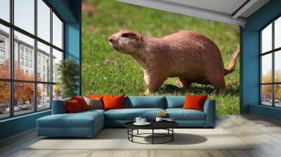 Prairie Dog Wall mural