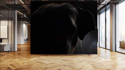 elephant head silhouette in raining Wall mural