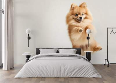 Portrait of cute small dog, Pomeranian spitz standing on hind legs, dancing isolated over white background. Concept of domestic animal, pet friend, care, motion, vet. Copy space for ad, flyer  Wall mural