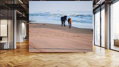 Couple of brown and black horses walking on a sandy beach on a sunny day Wall mural