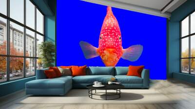 Flower horn fish Wall mural