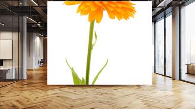 Calendula officinalis. Marigold flower with leaf isolated on white background. Wall mural