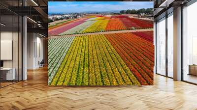 Aerial view of Carlsbad Flower Fields. tourist can enjoy hillsides of colorful Giant Ranunculus flowers during the annual bloom that runs March through mid May. Carlsbad, California, USA Wall mural