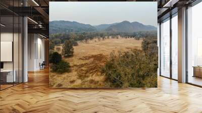 Aerial view of yellow dry grass land, dark trees and mountain on the background after big hot summer season without rain. Wall mural