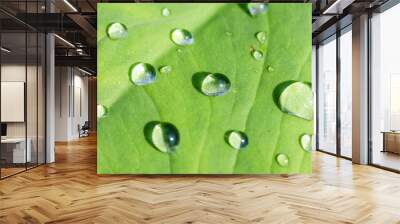 dew drops on taro leaves Wall mural