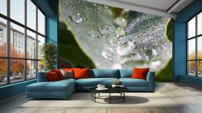 morning dew drops on romaine lettuce Wall mural