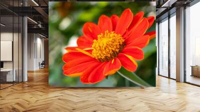 A vibrant blooming orange Mexican sunflower, Tithonia rotundifolia, flower on natural bright blurred green background, blooming in a sunny day in summer in Thailand. Wall mural