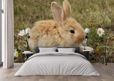 Rabbit baby bunny in green grass meadow Wall mural