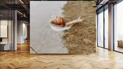 snail swimming in a puddle  Wall mural