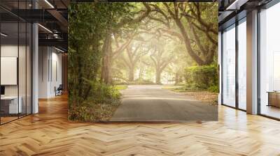 An oak tree lined road in the south with light streaming in near sunset background with copy space Wall mural