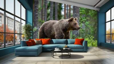 Brown bear in the summer forest at sunrise. Scientific name: Ursus arctos. Wild nature. Natural habitat.. Wall mural