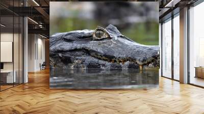 Caiman in the water. The yacare caiman (Caiman yacare), also known commonly as the jacare caiman. Side view. Natrural habitat. Brazil. Wall mural