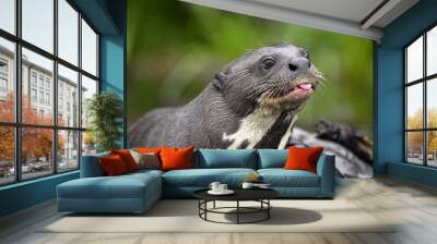 Giant otter with tongue out. Giant River Otter, Pteronura brasiliensis. Natural habitat. Brazil Wall mural