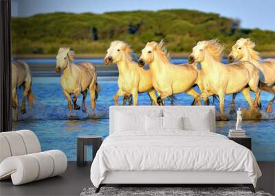 Herd of White Camargue horses running through water Wall mural