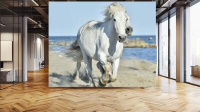 Portrait of the running White Camargue Horse Wall mural