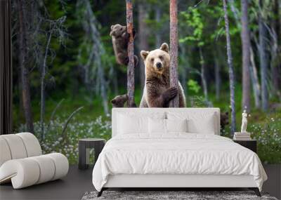 She-bear and cubs. Brown bear cubs climbs a tree. Natural habitat. In Summer forest. Sceintific name: Ursus arctos. Wall mural