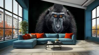 The Celebes crested macaque. Close up portrait, front view, dark background. Crested black macaque, Sulawesi crested macaque, or the black ape. Natural habitat. Sulawesi. Indonesia. Wall mural