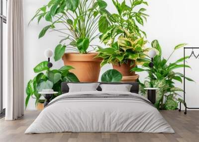 Plants with Decorative Pots, isolated, white background --style raw --v 6 Job ID: 9a34e8f4-ea69-4821-8875-591c8a8d4c63 Wall mural