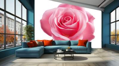 Blush of Rose Pink Beauty on a White or Clear Surface PNG Transparent Background Wall mural