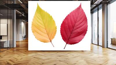 Two Different Colored Leaves on White Background. On a White or Clear Surface PNG Transparent Background. Wall mural