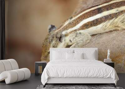 close up of a squirrel Wall mural