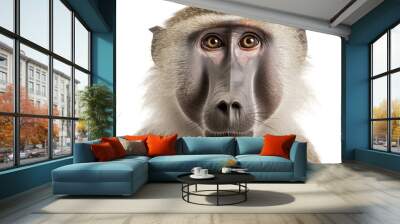 Baboon monkey face shot isolated on transparent background cutout Wall mural