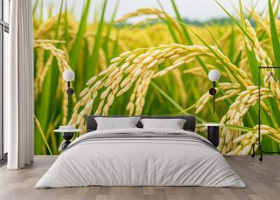 rice plants in the agricultural fields during the harvest season Wall mural