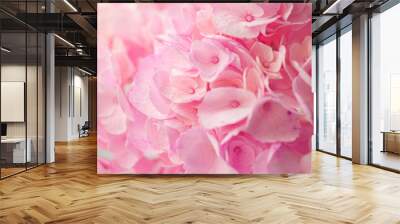 Hortensia flower pink macro close up hydrangea Wall mural