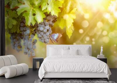 A butterfly on black wine grapes, grape harvest, vineyard on yellow sunshine background with bokeh lights. Autumn morning banner. Wall mural