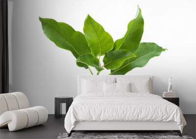 Branch of avocado tree isolated on white background.  Full Depth of field. Focus stacking Wall mural