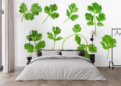 Parsley herb isolated on white background. With clipping path. Full depth of field. Focus stacking Wall mural