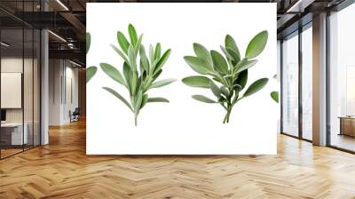 Set of Fresh sage herb isolated on white background with clipping path. Full Depth of field. Focus stacking. PNG. Generative AI Wall mural