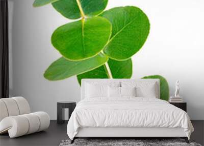 Set of green eucalyptus leaves  isolated on white background with clipping path. Full Depth of field. Focus stacking. PNG Wall mural