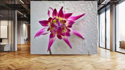 Dalia Pinnata Wall mural