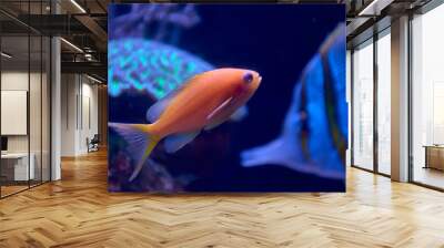 Coral fish lyretail anthias swimming underwater Wall mural