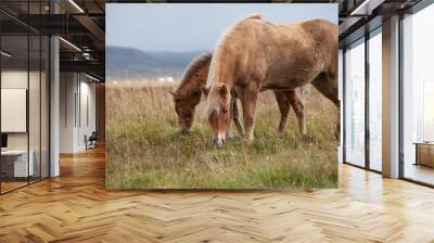 Flock of Island ponies with flying mane on a pasture in northern Iceland Wall mural