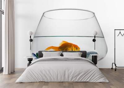 Goldfish floating in glass sphere isolated on white background    Wall mural