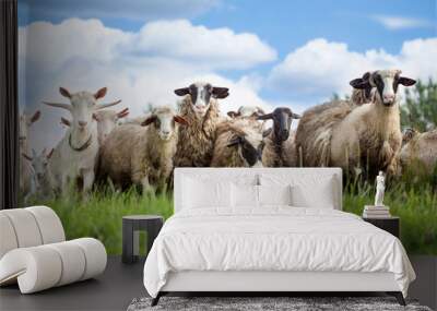 flock of sheep and goat on pasture in nature Wall mural