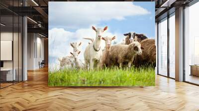 flock of sheep and goat on pasture in nature Wall mural