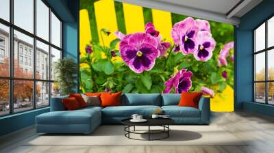 A pot of pretty pansies sitting on an Adirondack chair. Wall mural