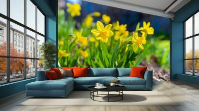 A short variety, Tete-a-Tete, of daffodil blooming in the springtime garden. Wall mural