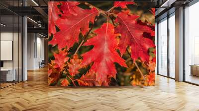 Autumn coloration of the northern red oak foliage. Wall mural