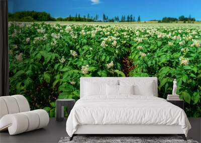 Farm fields with flowering potato plants in rural Prince Edward Island, Canada. Wall mural