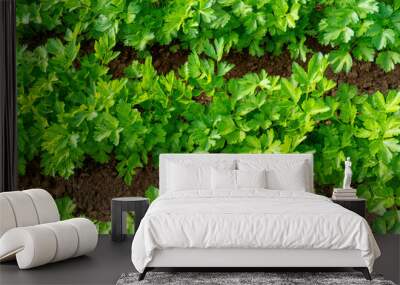 Flat Italian parsley growing in rows. Wall mural