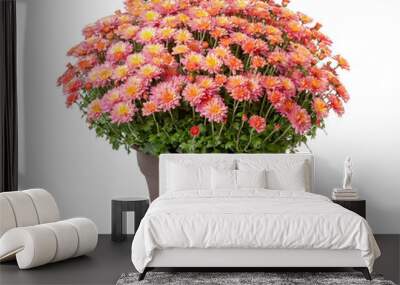 Potted chrysanthemum isolated on a white background. Wall mural